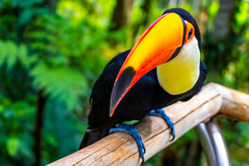 Fototapeta premium Toco toucan colorful bird in tropical nature jungle of Brazil.