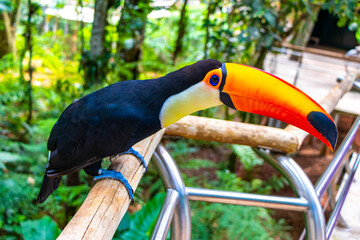 Fototapeta premium Toco toucan colorful bird in tropical nature jungle of Brazil.
