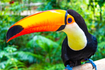 Fototapeta premium Toco toucan colorful bird in tropical nature jungle of Brazil.