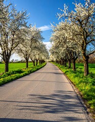 Obraz premium Road with blooming trees in spring