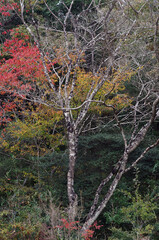 秋も深まったある日、近くの森に入った。樹木を眺め、じっくりと見つめる自分。もう何度も歩きなれたルートを歩きまわり、そして一休み。腰を下ろして周りを見回していると、そこには若い樹木、旺盛な生命力の壮年期の樹木、足元には幾分枯れ始めた草本類の葉が。老齢な樹木は、未だ凛として起立したり、あるいは体をねじらせ、横たわったり。人の人生と同じだ。そしてこの木々に囲まれて、私はひとり、私の人生を楽しんでいる。