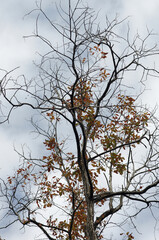 秋も深まったある日、近くの森に入った。樹木を眺め、じっくりと見つめる自分。もう何度も歩きなれたルートを歩きまわり、そして一休み。腰を下ろして周りを見回していると、そこには若い樹木、旺盛な生命力の壮年期の樹木、足元には幾分枯れ始めた草本類の葉が。老齢な樹木は、未だ凛として起立したり、あるいは体をねじらせ、横たわったり。人の人生と同じだ。そしてこの木々に囲まれて、私はひとり、私の人生を楽しんでいる。