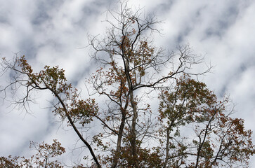 秋も深まったある日、近くの森に入った。樹木を眺め、じっくりと見つめる自分。もう何度も歩きなれたルートを歩きまわり、そして一休み。腰を下ろして周りを見回していると、そこには若い樹木、旺盛な生命力の壮年期の樹木、足元には幾分枯れ始めた草本類の葉が。老齢な樹木は、未だ凛として起立したり、あるいは体をねじらせ、横たわったり。人の人生と同じだ。そしてこの木々に囲まれて、私はひとり、私の人生を楽しんでいる。