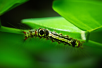 Sphrageidus similis or Yellowtail moth caterpillar, also known as the goldentail butterfly or swan butterfly.