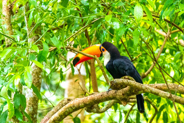 Fototapeta premium Toco toucan colorful bird in tropical nature jungle of Brazil.