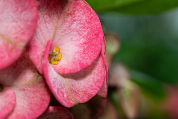 Euphorbia milii flower. Pink flower background