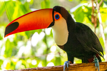 Fototapeta premium Toco toucan colorful bird in tropical nature jungle of Brazil.