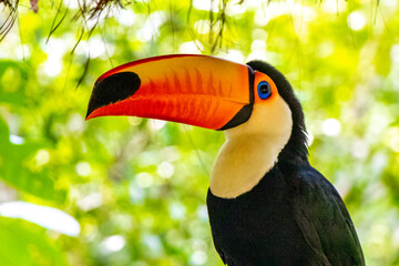 Fototapeta premium Toco toucan colorful bird in tropical nature jungle of Brazil.