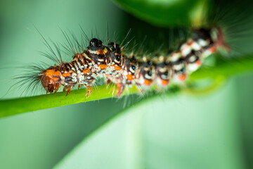 Sphrageidus similis or Yellowtail moth caterpillar, also known as the goldentail butterfly or swan butterfly.