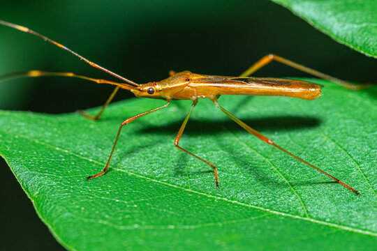 Golden insect perches on vibrant green leaf. Long legs and antennae extend delicately. 