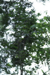 Lush Green Leaves and Branches Against a Bright Sky