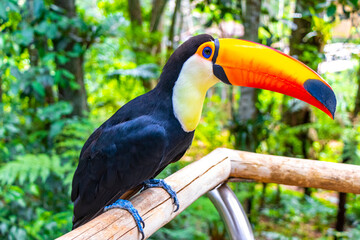 Toco toucan colorful bird in tropical nature jungle of Brazil.