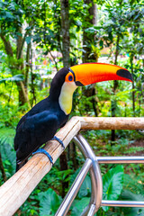 Fototapeta premium Toco toucan colorful bird in tropical nature jungle of Brazil.