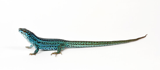 Ibiza wall lizard // Pityusen-Eidechse // lagartija de las Pitiusas (Podarcis pityusensis formenterae) - Formentera, Spain