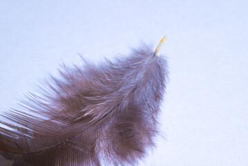 Light and soft chicken feathers, lying on a white surface