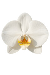 white orchid isolated on white background