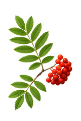 branch of red currant isolated on white