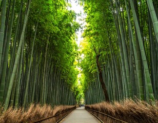 Serene pathway through a dense bamboo forest with towering trees (1)
