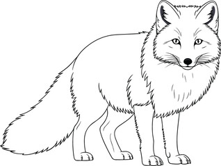 Fototapeta premium Detailed Black and White Line Art Vector Drawing of a Wild Fox Standing with Fluffy Fur and Realistic Anatomy