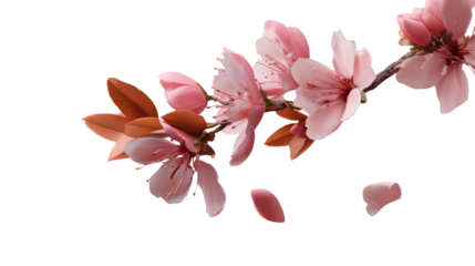 Cherry Blossom Branch: Delicate pink cherry blossoms gracefully unfurl along a slender branch, their petals gently falling to the ground.
