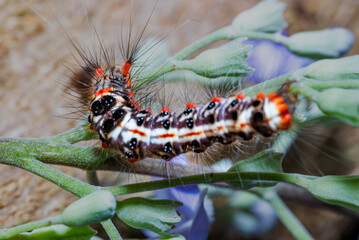 Sphrageidus similis or Yellowtail moth caterpillar, also known as the goldentail butterfly or swan butterfly.