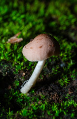 Small mushrooms growing on moist green moss with a natural background