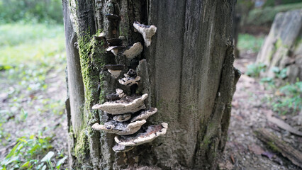 Artist's Bracket Fungus (Ganoderma applanatum) on Tree Trunk