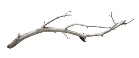 A single weathered pale grey tree branch with multiple smaller twigs extending from its main body isolated on a transparent background