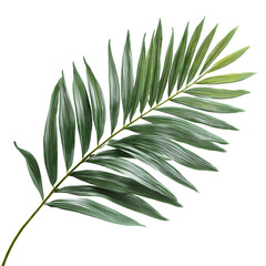 Stunning Photorealistic Green Palm Leaf Digital Render for Design Projects