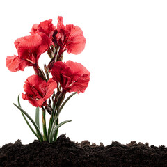 Vibrant Red Flowers in Soil on White Background