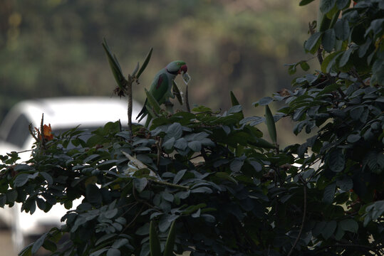  Parrot eating seeds from the pod of a Silk Cotton tree or 'Shimul' tree during spring	