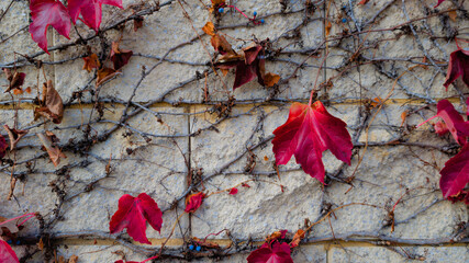 Vibrant Red Ivy on an Aged Stone Wall