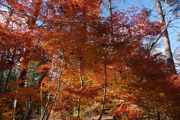 鳥取県　秋口の奥大山ふもとの紅葉