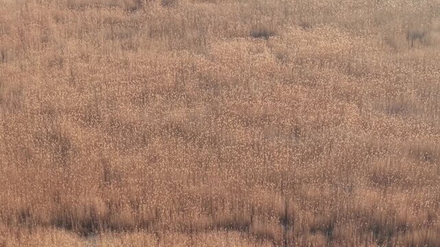 A wide expanse of tall golden grass gently sways in soft natural light. The uniform texture and warm tones create a calm, serene atmosphere reminiscent of late autumn or early winter.
