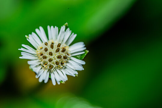 Green background. Eclipta prostrata L. flower