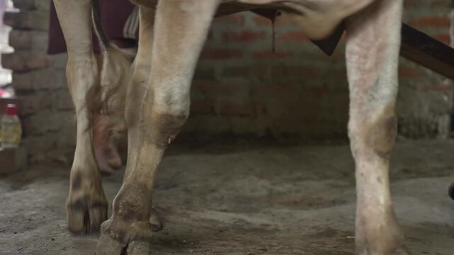 man's foot followed by cow footstep to make mustard oil in "Ghani" 