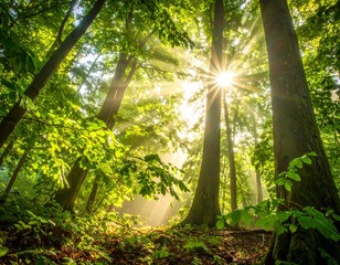 Sunlight streams through canopy in a vibrant, lush, green forest scene