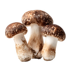 Fresh Three Shiitake Mushrooms Isolated on White Background