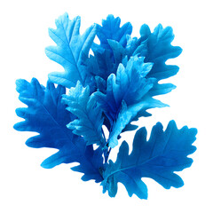 Striking Visual of Vibrant Blue Oak Leaves: Professional Image Usage