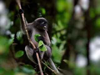 A Dusky leaf Macaque is hanging from a branch, holding the tip of the tree with its hand, making curious expressions at Kaeng Krachan National Park Thailand