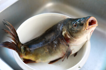 Live fresh common carp in a bowl in kitchen sink