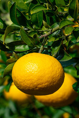 自然のミカン？