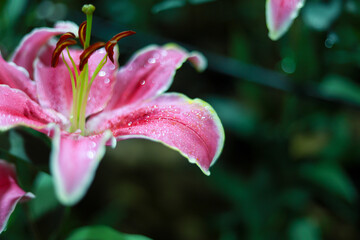 Beautiful close up of pink lily flower with fresh water drops on delicate petal. serene blossom in natural garden provides soft, vibrant, and elegant background