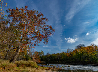 688-71 Sycamore Autumn