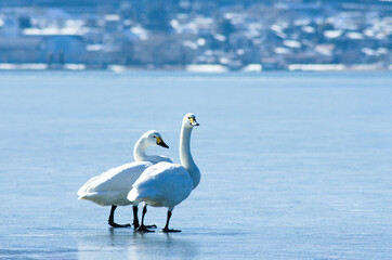 凍てつく湖面を歩く二羽の白鳥