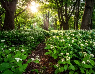 Sunlit path through a lush forest with abundant wildflowers