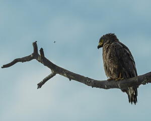 A solitary raptor perched confidently an a bare, weathered tree branch against a soft pale blue sky. the bird with sharp yellow eye, powerful beak. 