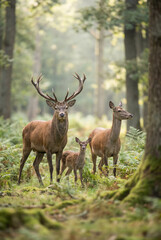 Obraz premium Noble Deer Family in Forest
