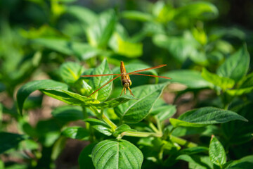Golden dragonfly on a leafy bush