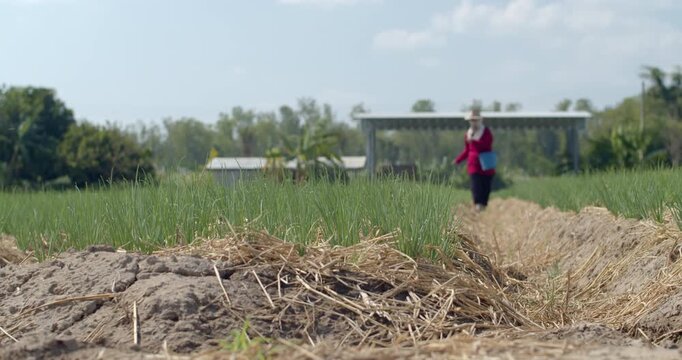 Fertilizer is applied around chive plants to enhance soil nutrients and promote healthy leaf growth.